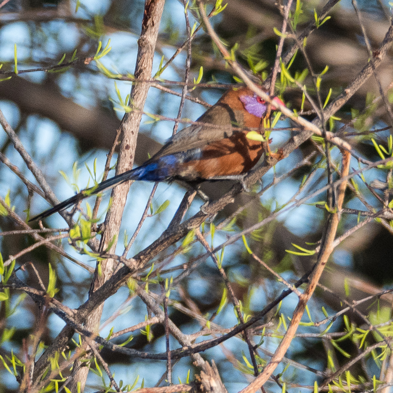 Cordon-bleu grenadin (Violet-eared waxbill, Uraeginthus granatinus), mâle adulte nuptial, Chobe National Park, Botswana.-6771.JPG